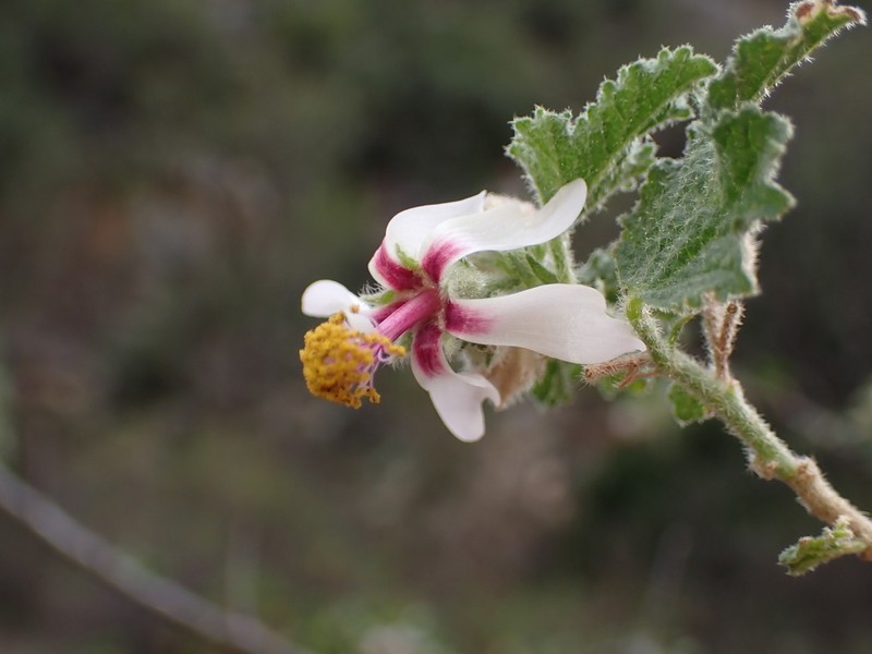 Anisodontea reflexa photo 3