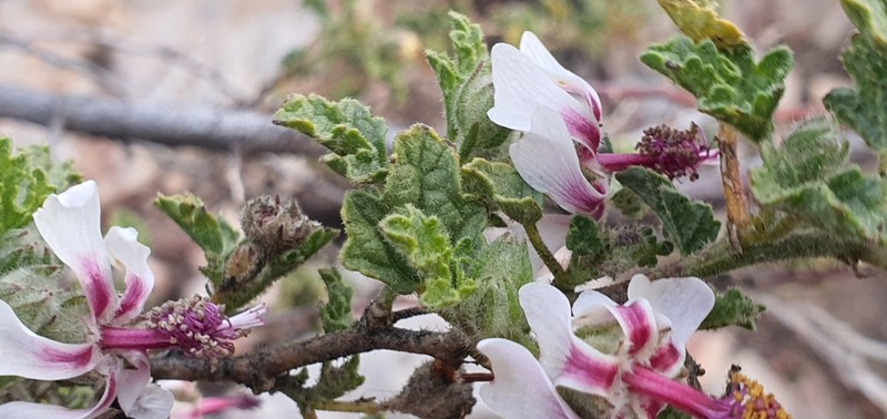 Anisodontea reflexa photo 4