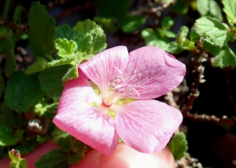 Anisodontea scabrosa