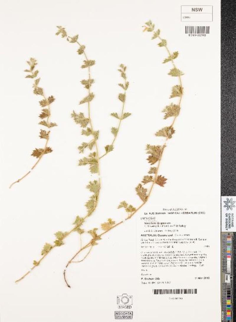 Anisomeles ajugacea