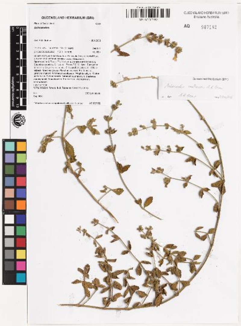 Anisomeles antrorsa