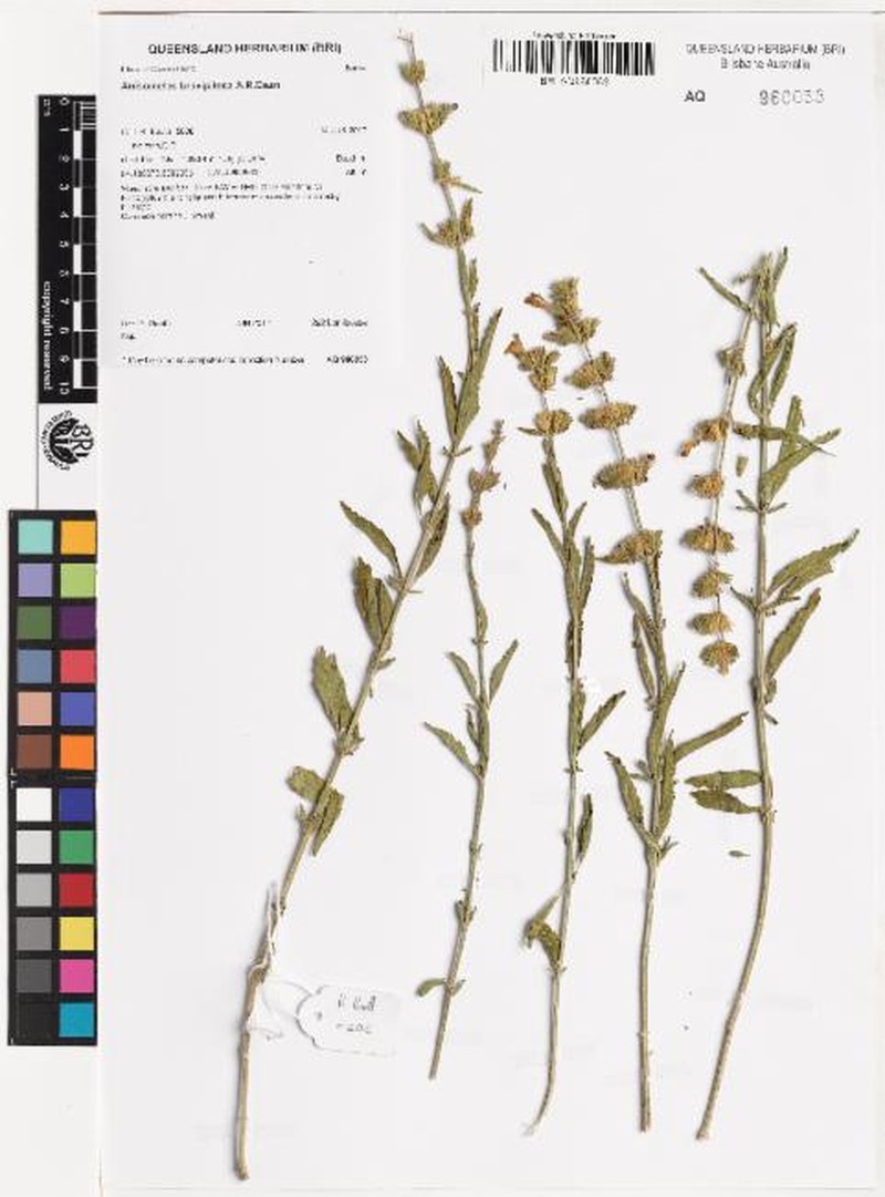 Anisomeles brevipilosa