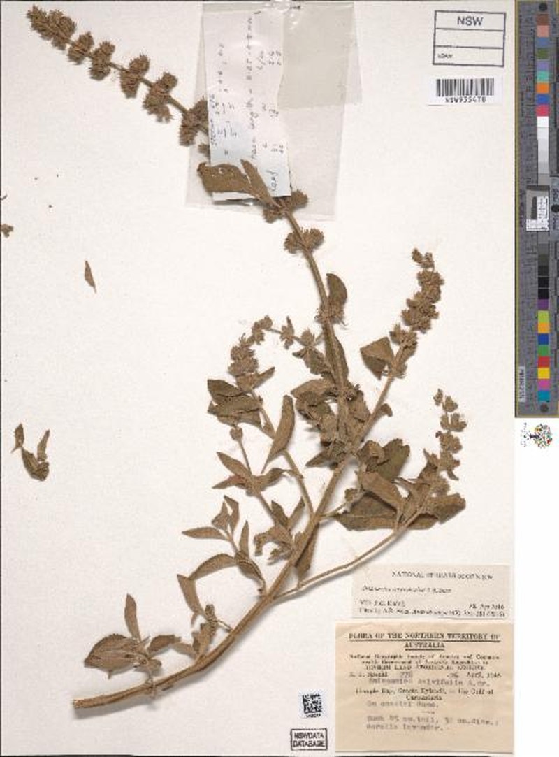 Anisomeles carpentarica