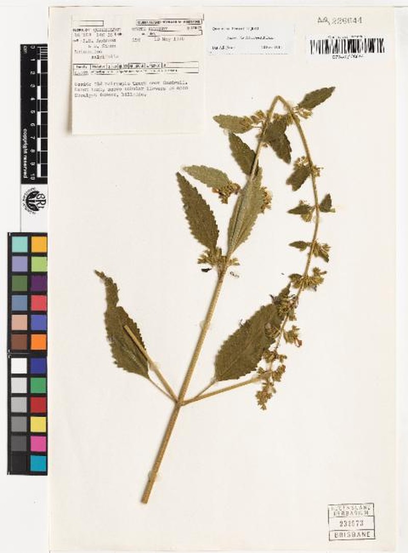 Anisomeles dallachyi