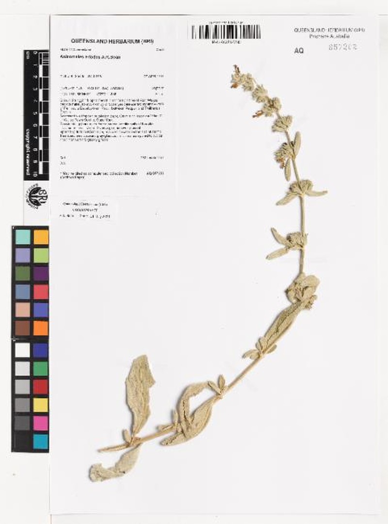 Anisomeles eriodes