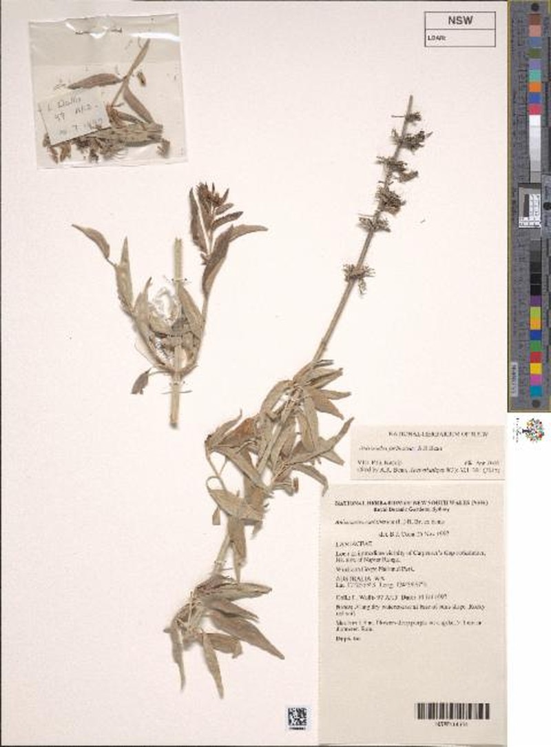 Anisomeles farinacea