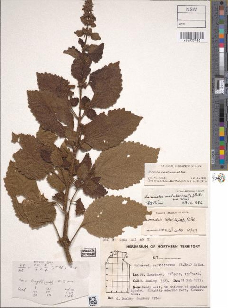 Anisomeles grandibractea