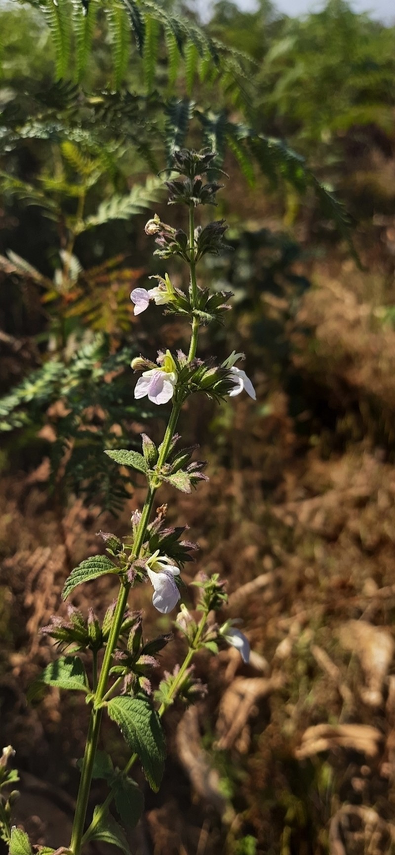 Anisomeles heyneana