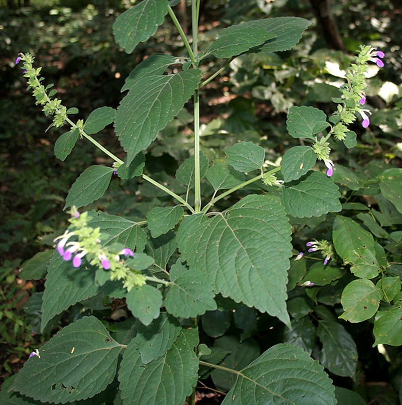 Anisomeles indica