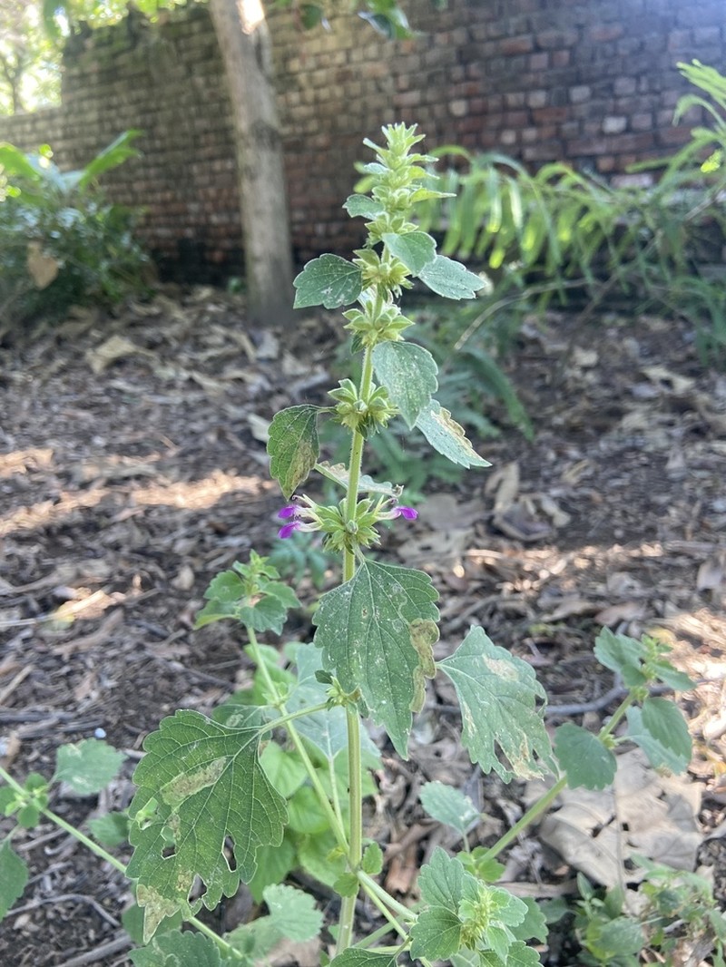 Anisomeles indica photo 2