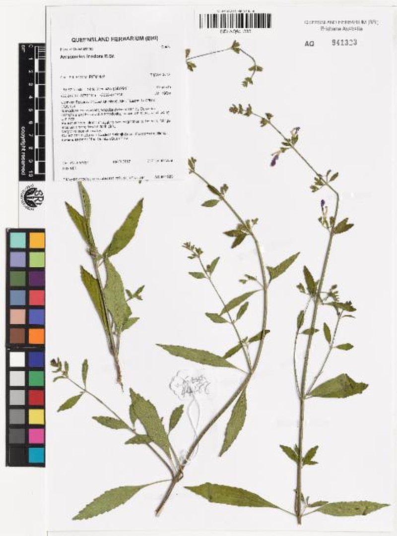 Anisomeles inodora