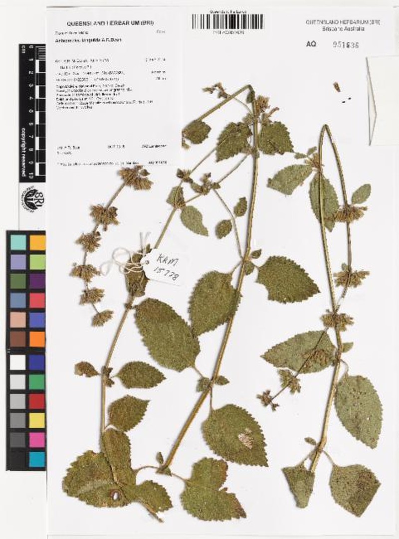 Anisomeles languida