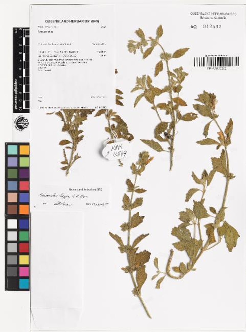 Anisomeles lappa