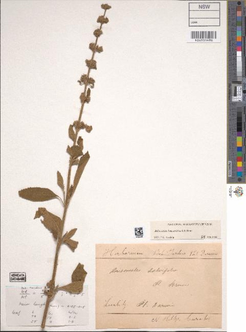 Anisomeles leucotricha