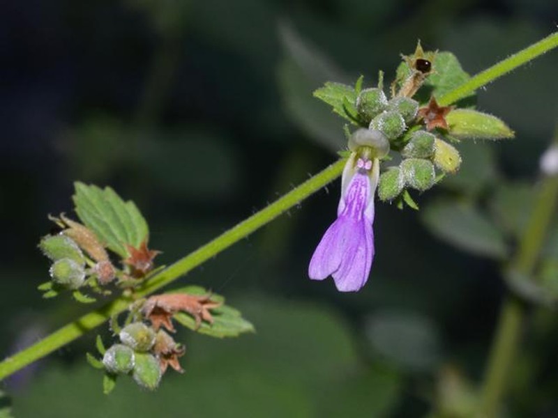 Anisomeles macdonaldii
