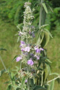 Anisomeles malabarica