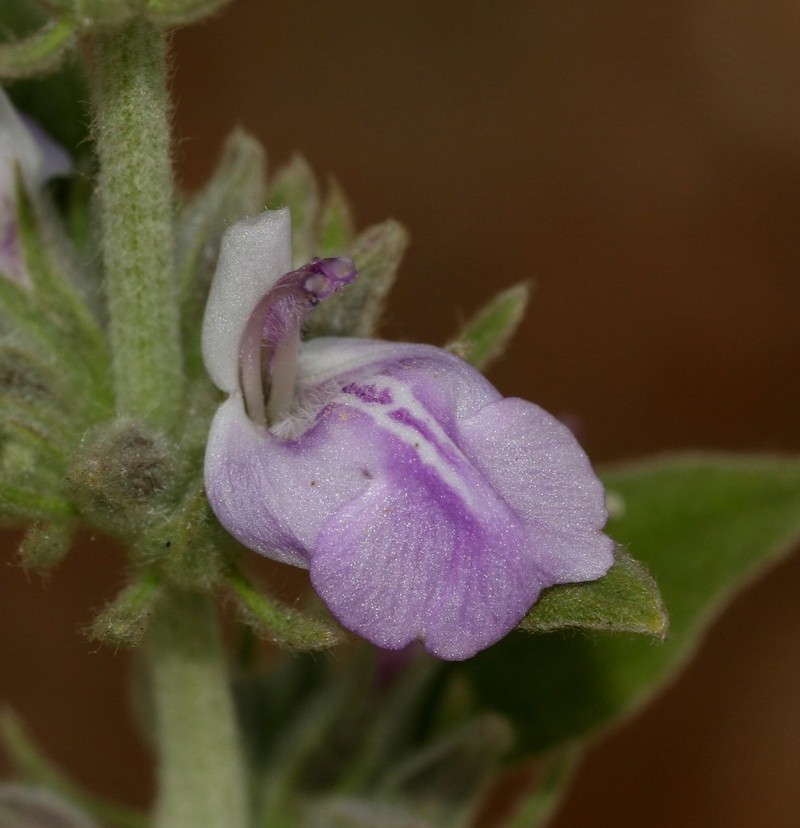 Anisomeles malabarica photo 3