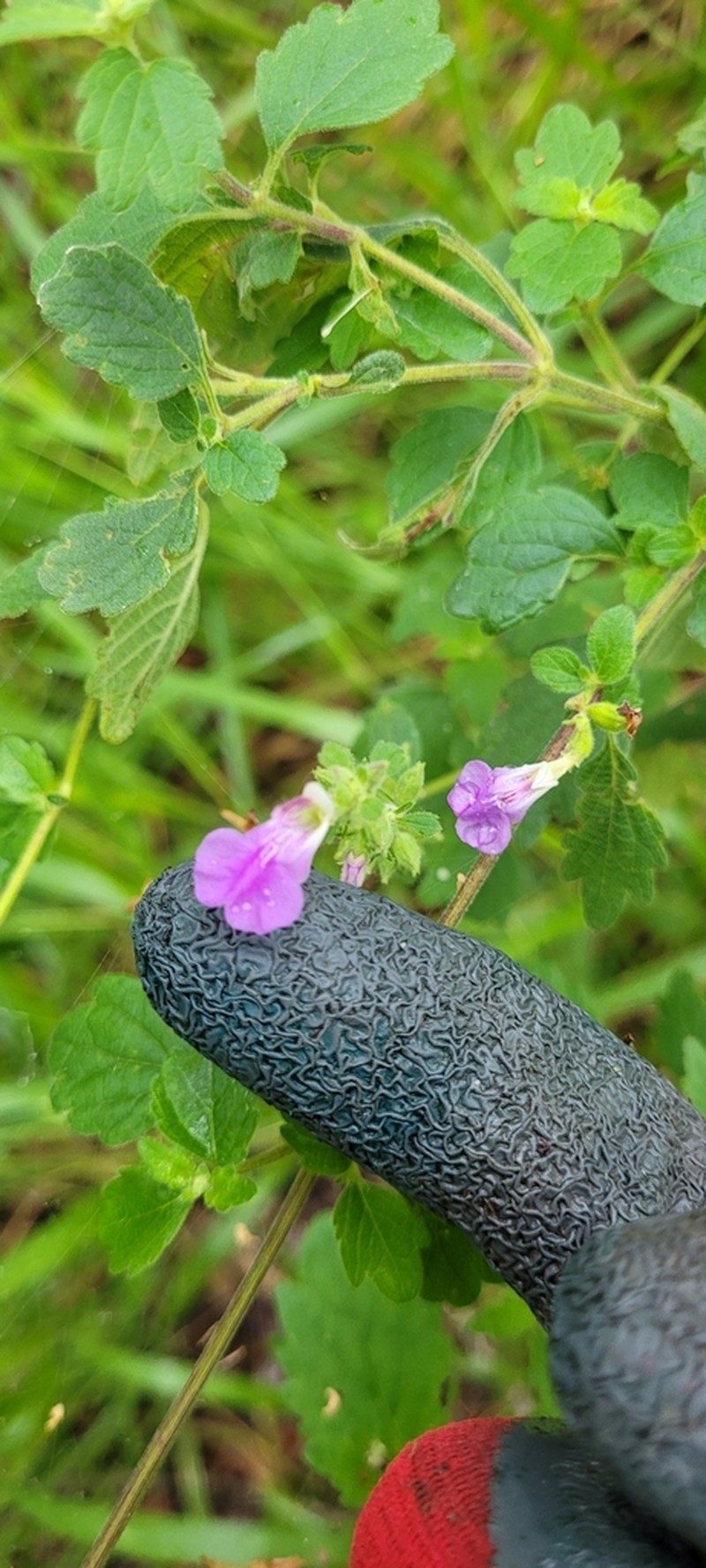 Anisomeles moschata