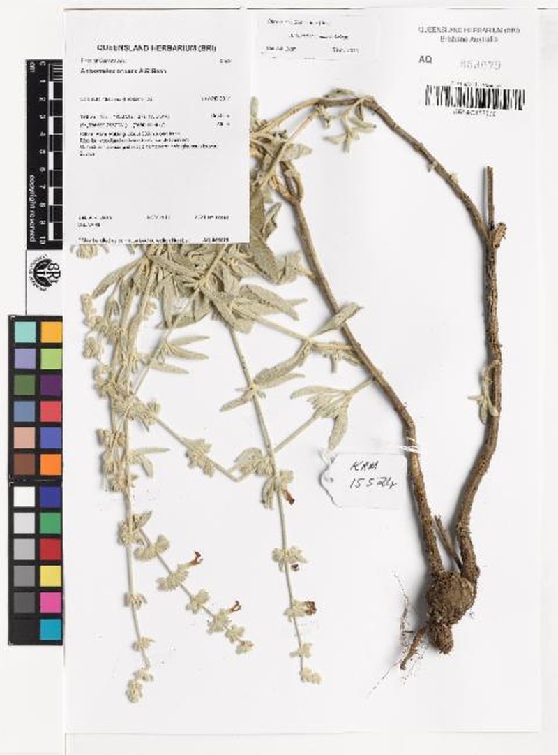 Anisomeles ornans photo 2