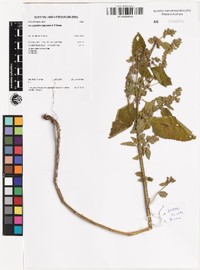 Anisomeles papuana