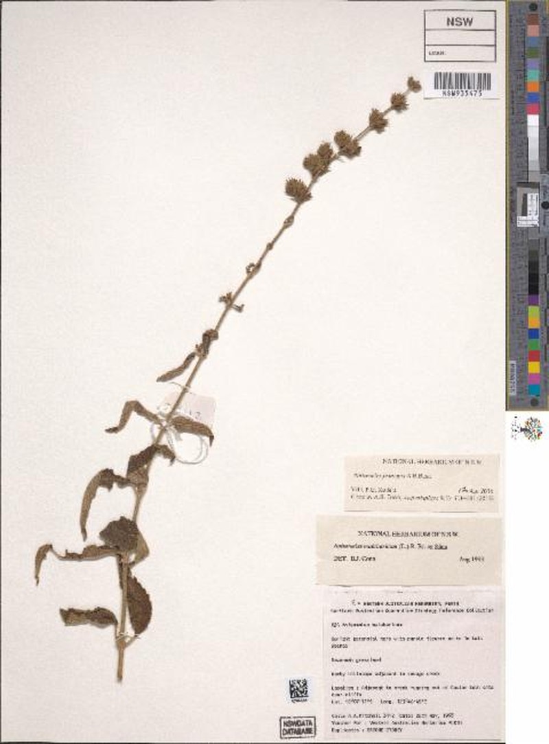 Anisomeles principis