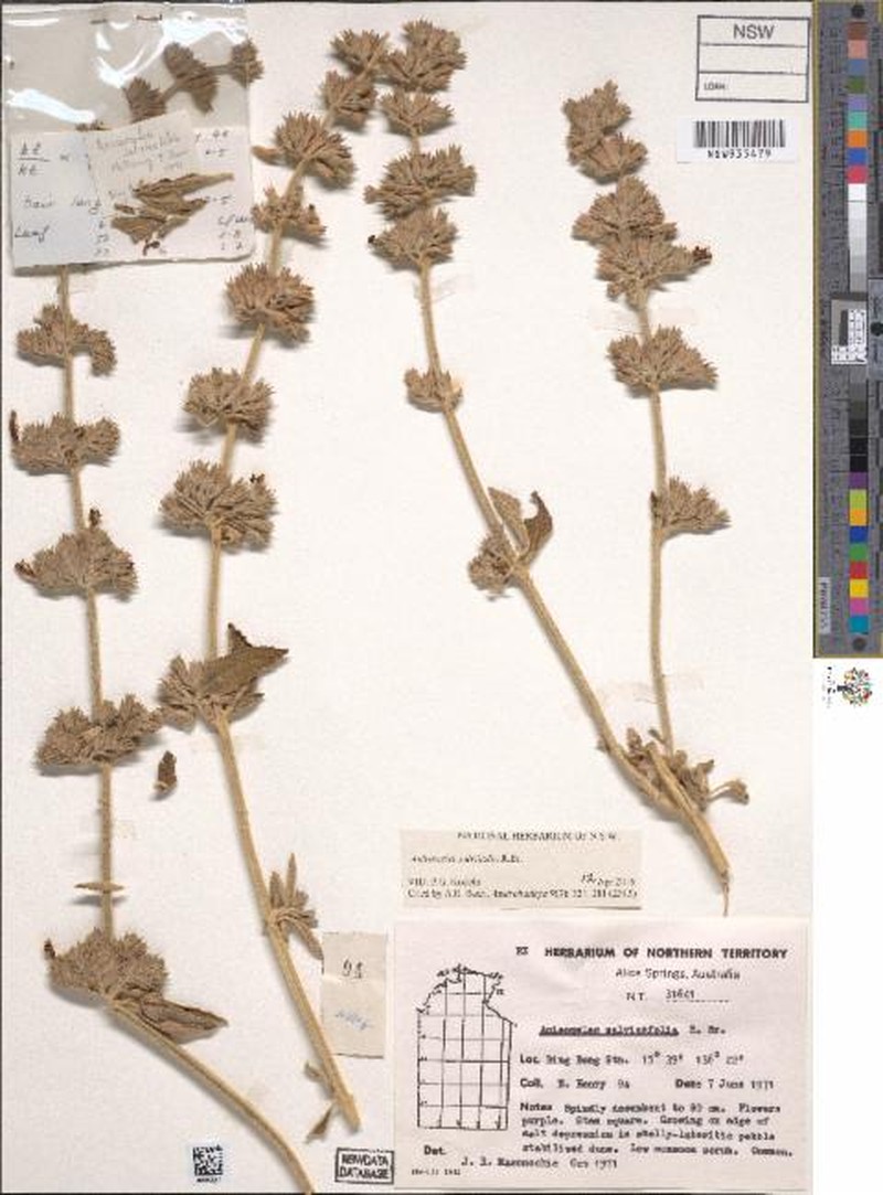 Anisomeles salviifolia