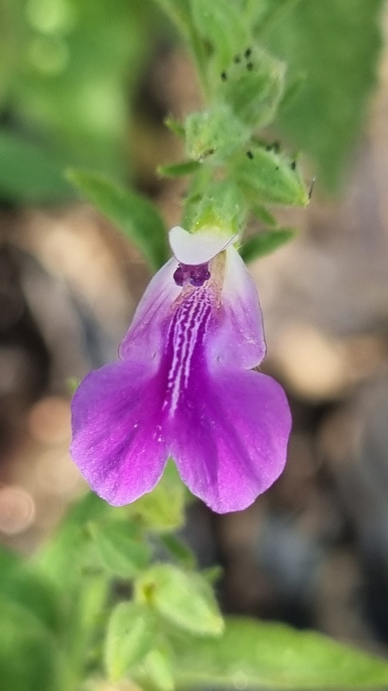 Anisomeles viscidula