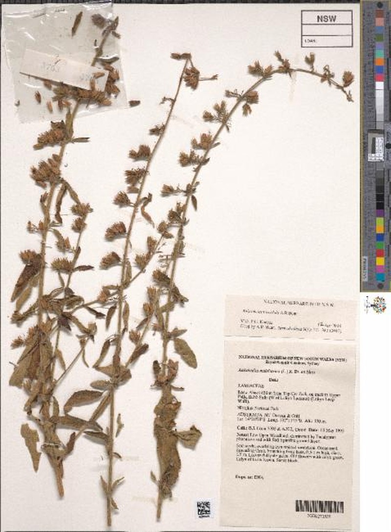 Anisomeles viscidula photo 2