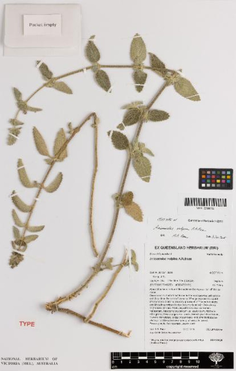 Anisomeles vulpina