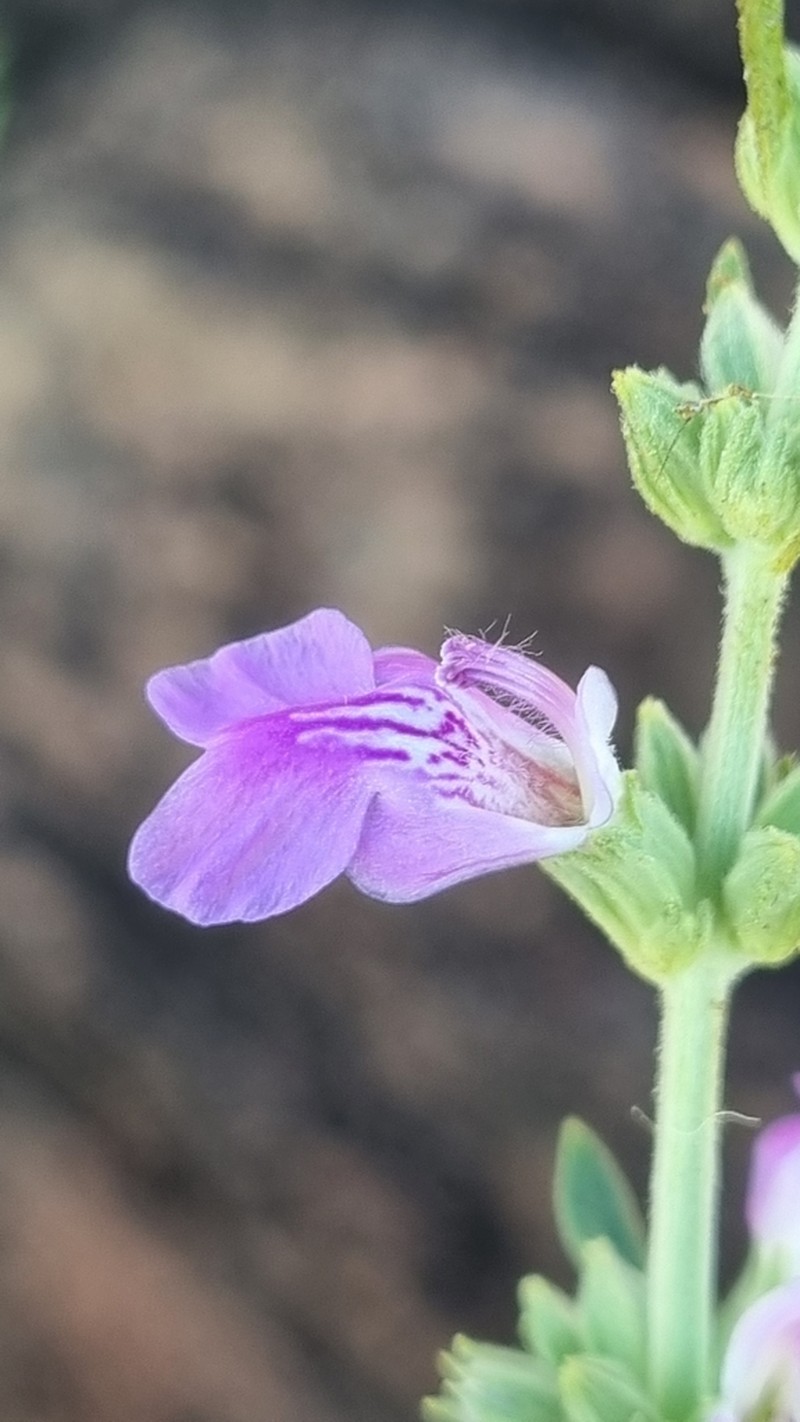 Anisomeles xerophila