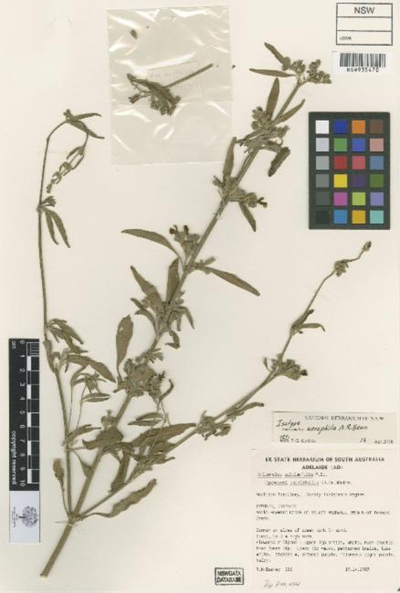 Anisomeles xerophila photo 2