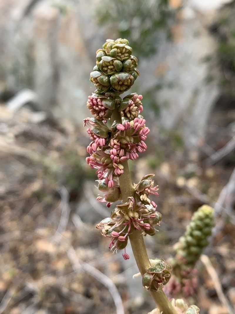 Anisomeria coriacea