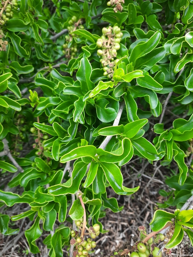 Anisomeria littoralis