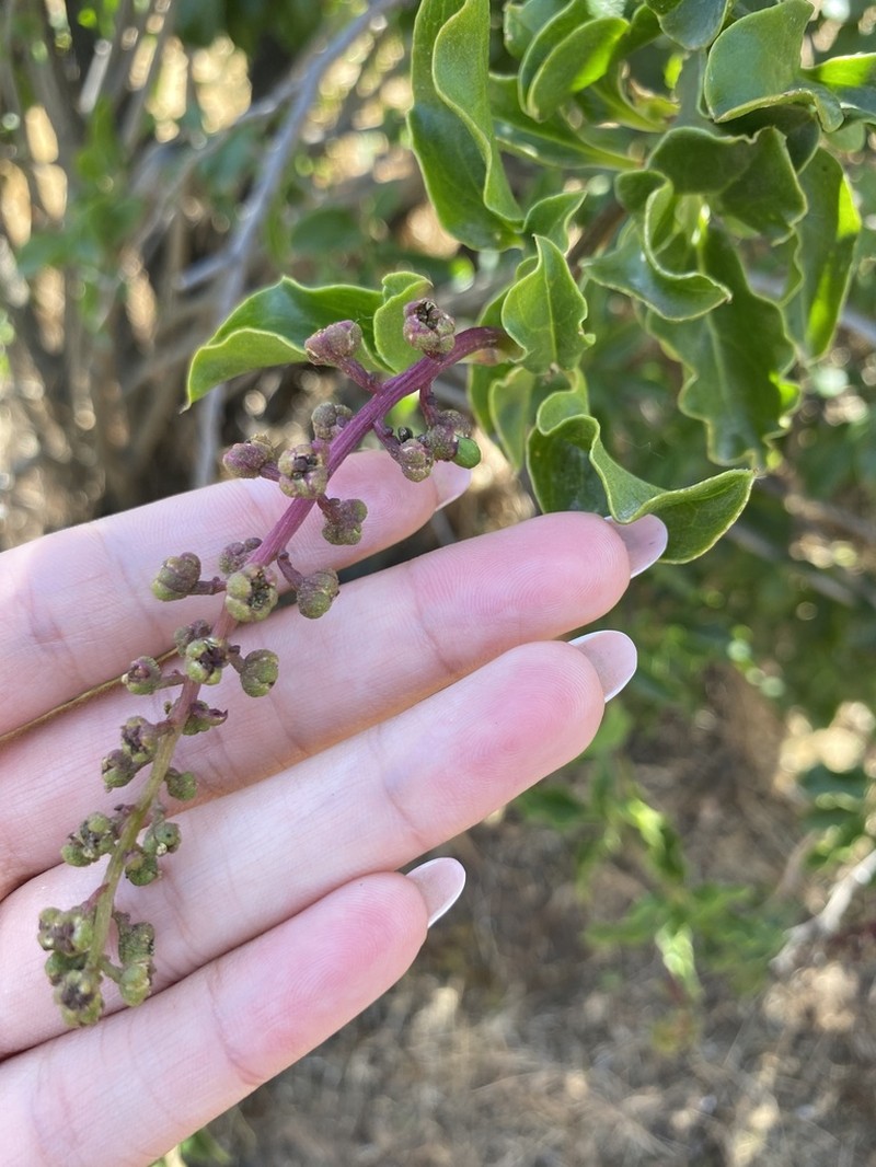 Anisomeria littoralis photo 2