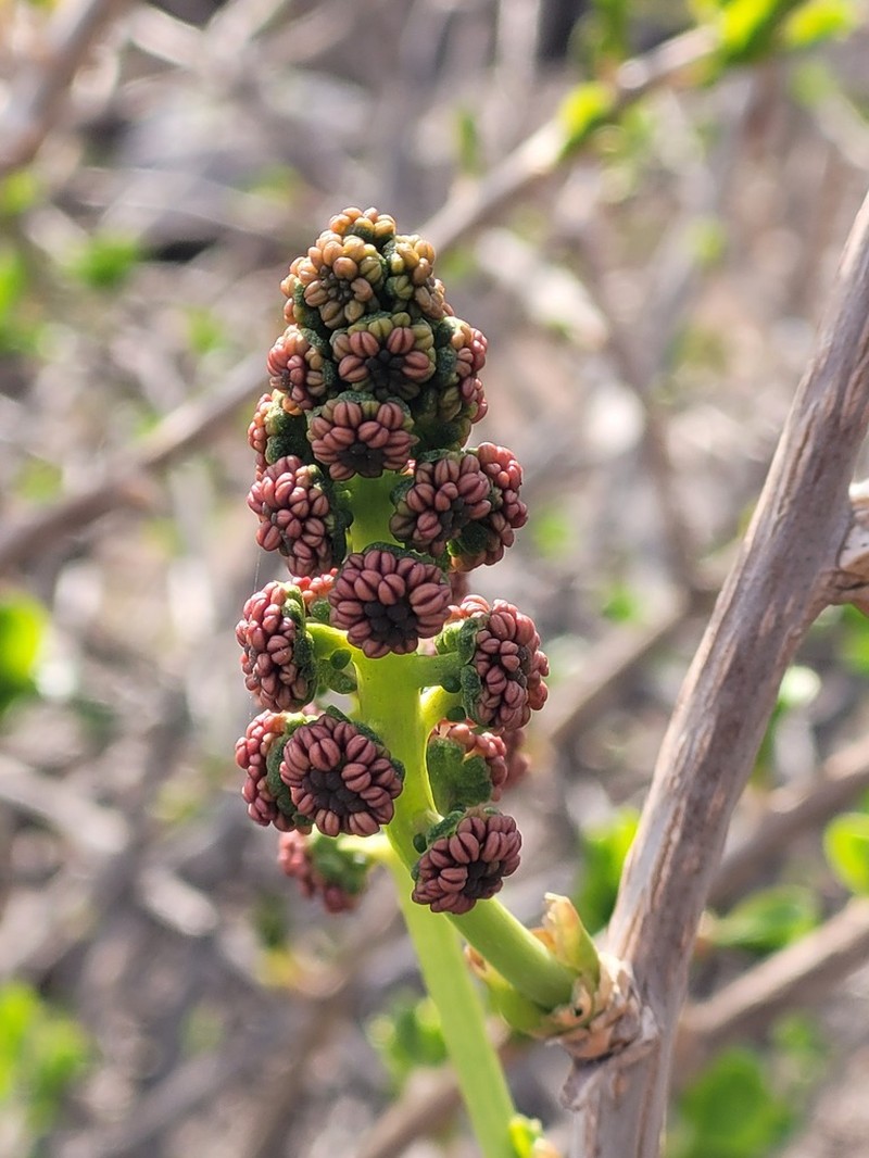 Anisomeria littoralis photo 3