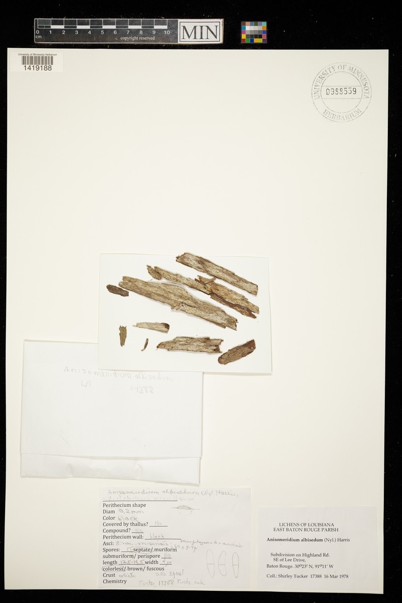 Anisomeridium Lichen photo 3