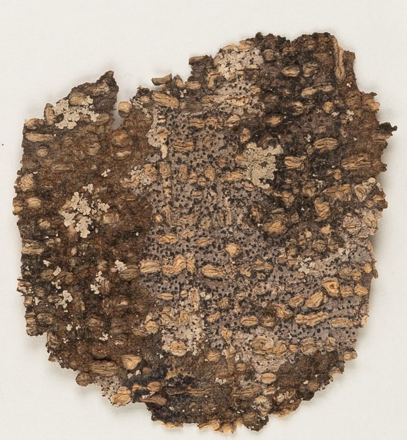 Anisomeridium anisolobum