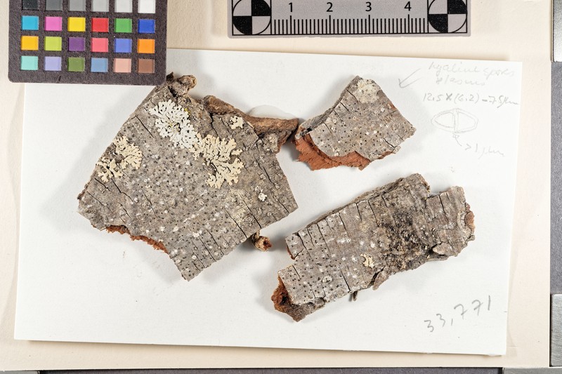 Anisomeridium anisolobum photo 2