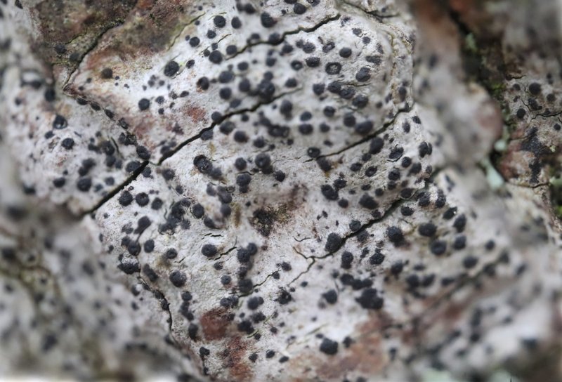 Anisomeridium Lichen