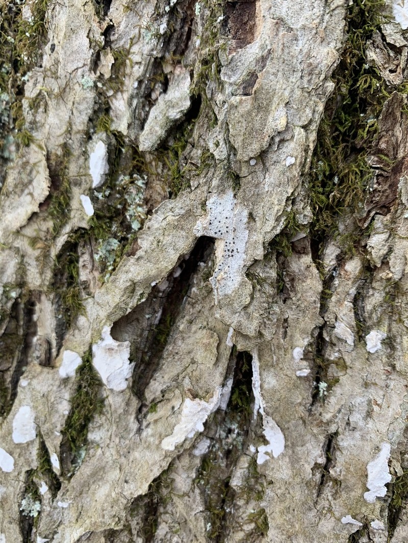 Anisomeridium Lichen