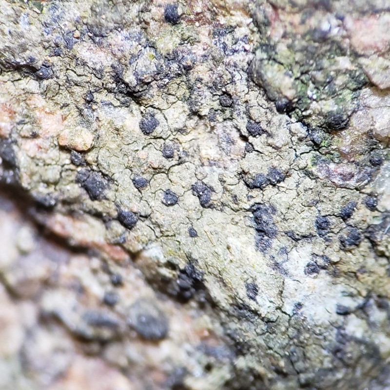 Anisomeridium Lichen