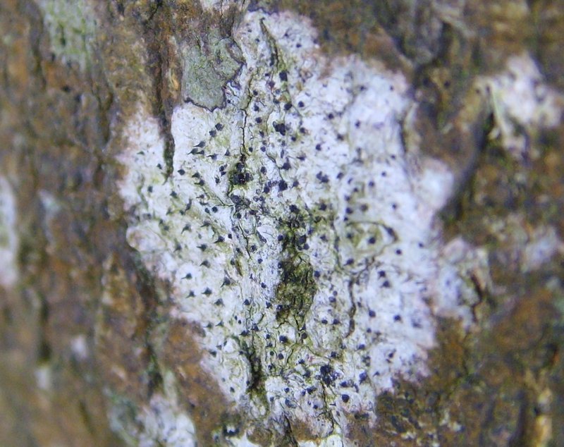Anisomeridium Lichen