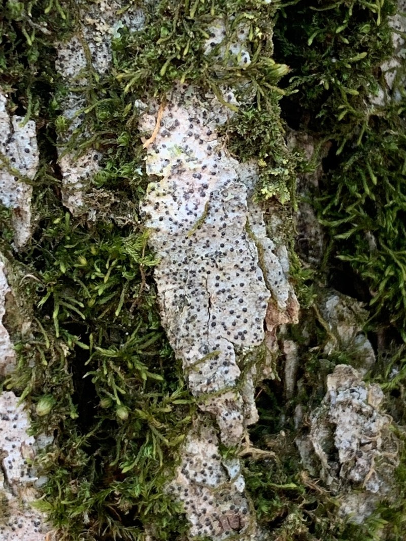 Anisomeridium Lichen