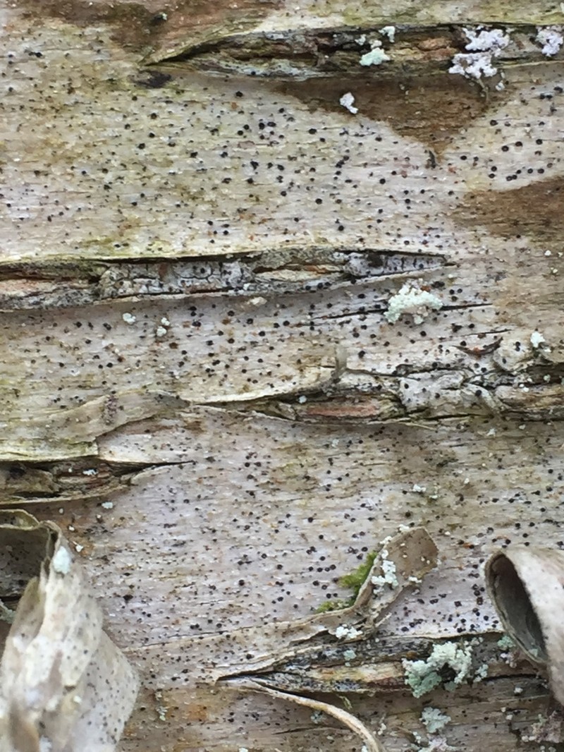 Anisomeridium Lichen photo 2
