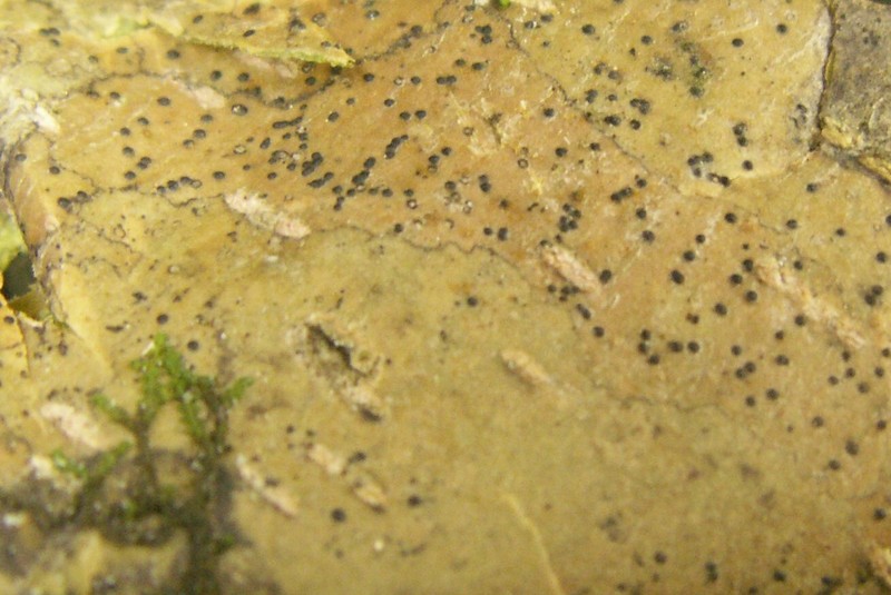 Anisomeridium Lichen photo 2