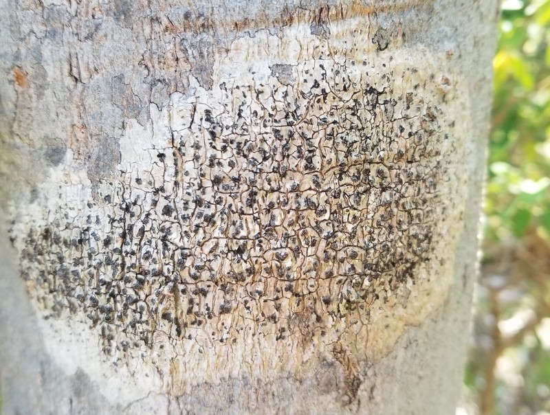 Tamarind Anisomeridium Lichen