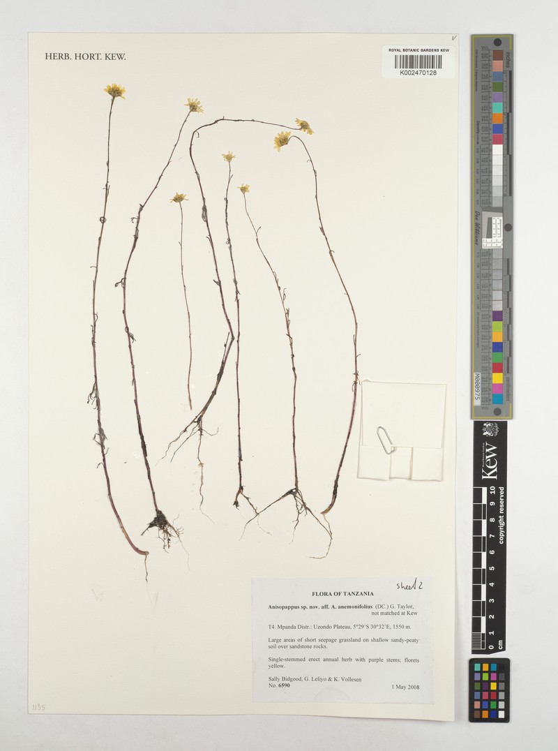 Anisopappus abercornensis