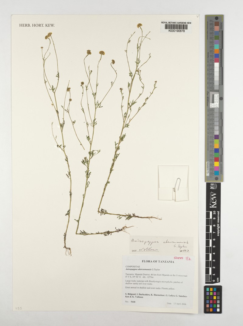 Anisopappus abercornensis photo 2