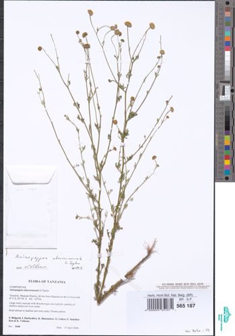 Anisopappus abercornensis photo 3