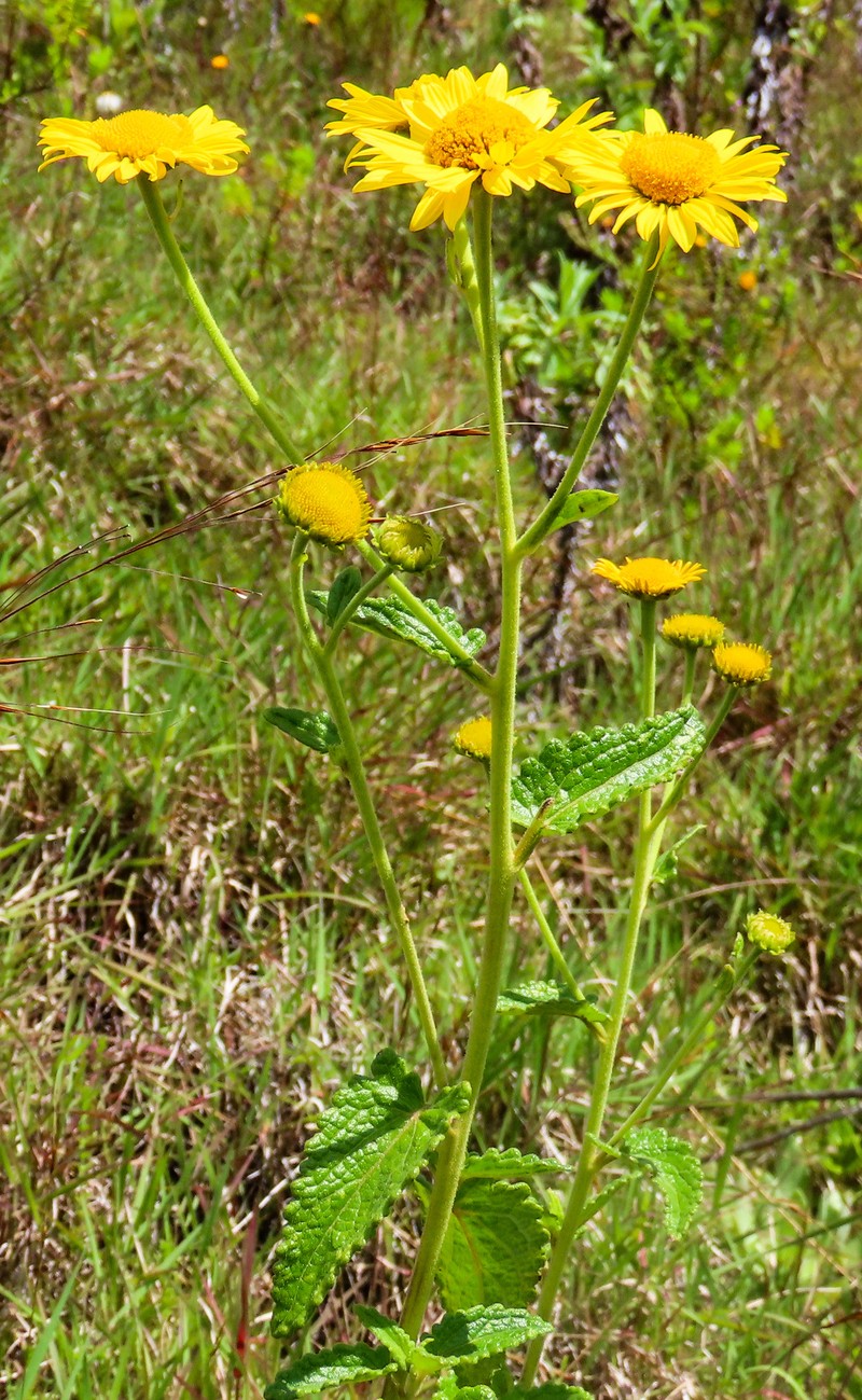 Anisopappus africanus
